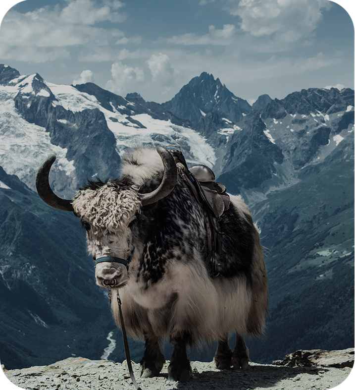 Tibetan  Medicinal Animals