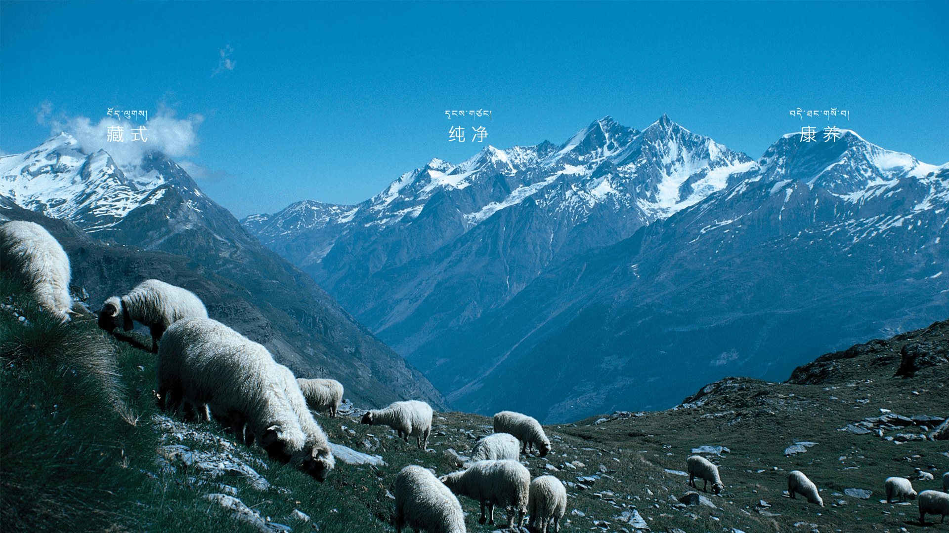 Tibetan Wellness